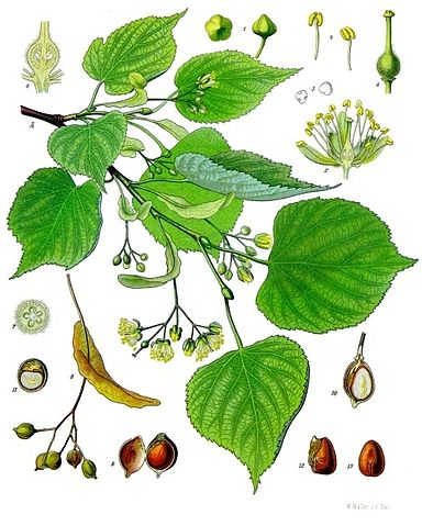 Tilia cordata